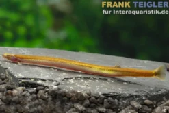 Aal-Dornauge, Pangio anguillaris