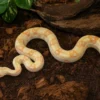 Abgottschlange „Keltic Albino“, Boa constrictor