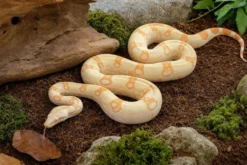 Abgottschlange „Keltic Albino“, Boa constrictor
