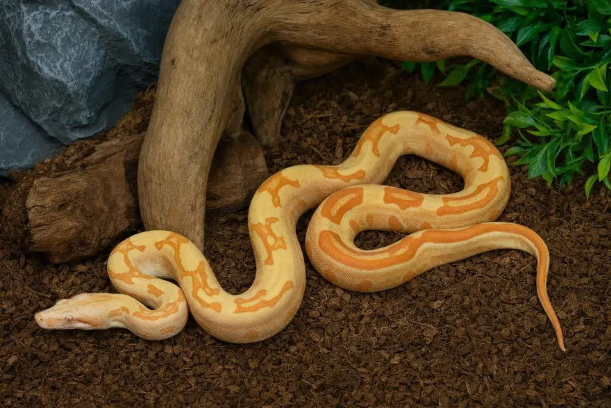 Abgottschlange „Sunglow Motley Red Pastel“, Boa constrictor