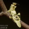 Afrikanische Blütenmantis, Pseudocreobotra wahlbergi