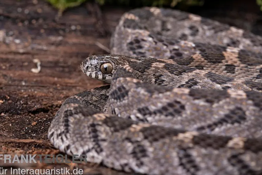 Afrikanische Eierschlange, Dasypeltis scabra
