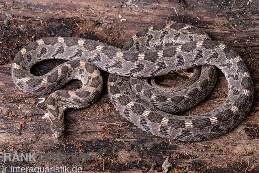Afrikanische Eierschlange, Dasypeltis scabra