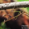 Afrikanische Gottesanbeterin, Idolomorpha sp. Nigeria