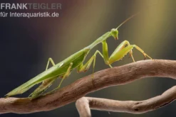 Afrikanische Gottesanbeterin im Mix, Sphodromantis spec.