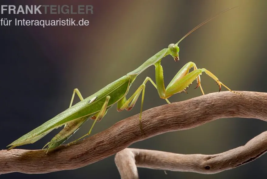 Afrikanische Gottesanbeterin im Mix, Sphodromantis spec.