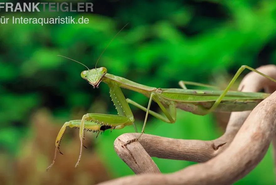 Afrikanische Gottesanbeterin im Mix, Sphodromantis spec.