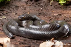 Afrikanische Hausschlange, Lamprophis fuliginosus, Schwarze Hausschlange