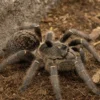 Afrikanische Höckervogelspinne, Ceratogyrus darlingi