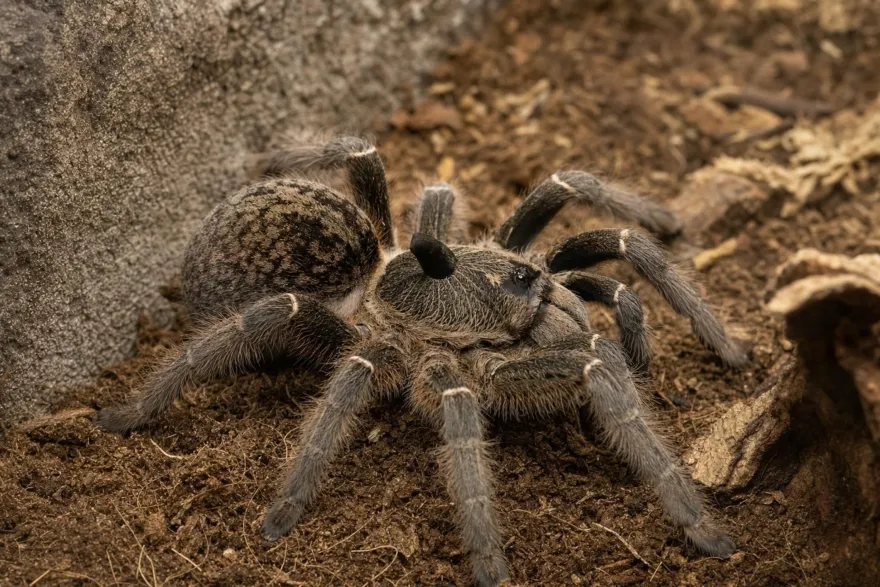 Afrikanische Höckervogelspinne, Ceratogyrus darlingi