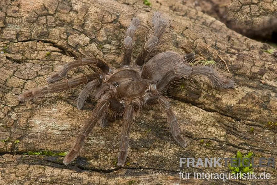 Afrikanische Riesenvogelspinne, Hysterocrates gigas XL