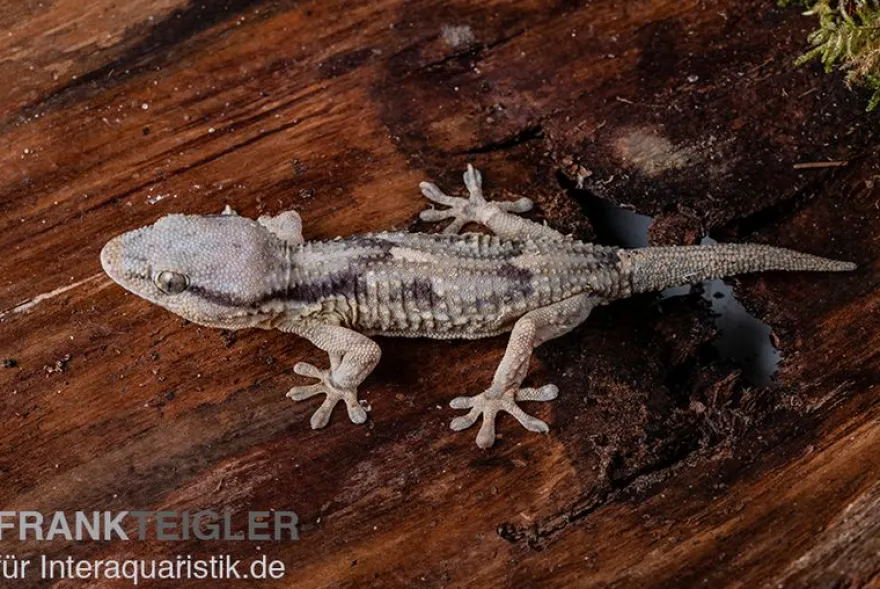 Afrikanischer Mauergecko, Tarentola ephippiata