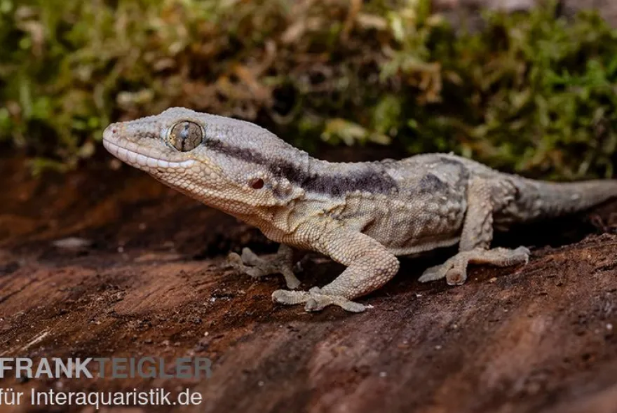 Afrikanischer Mauergecko, Tarentola ephippiata