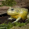 Afrikanischer Ochsenfrosch, Pyxicephalus adspersus