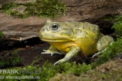 Afrikanischer Ochsenfrosch, Pyxicephalus adspersus