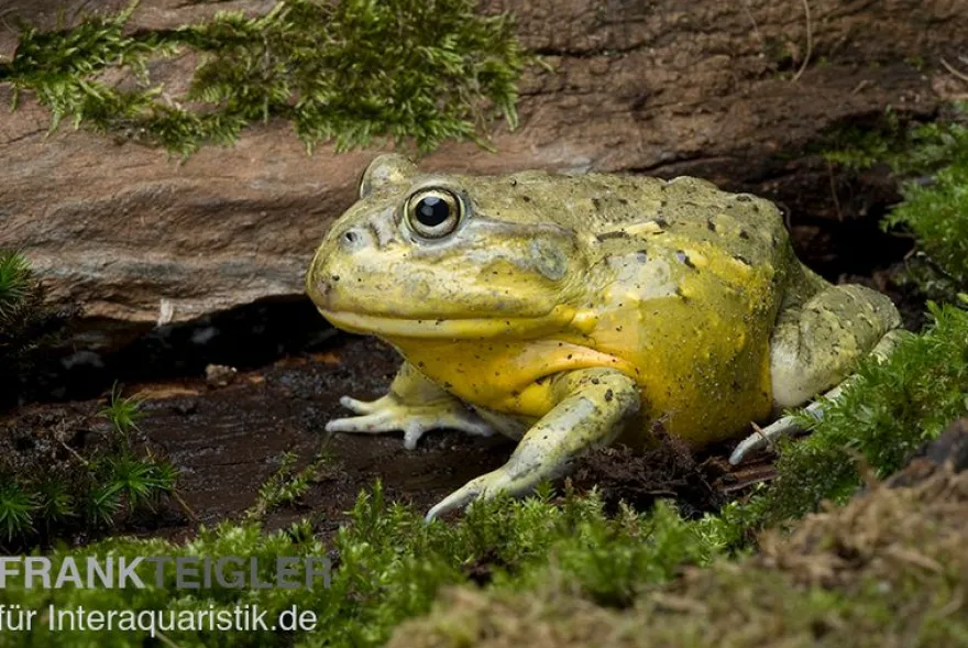 Afrikanischer Ochsenfrosch, Pyxicephalus adspersus