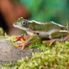 Afrikanischer Riedfrosch, Hyperolius concolor