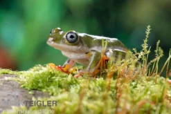 Afrikanischer Riedfrosch, Hyperolius concolor