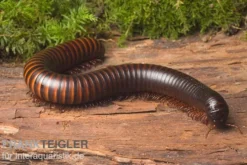 Afrikanischer Riesentausendfüßer, Archispirostreptus gigas