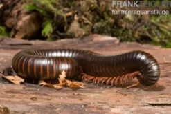 Afrikanischer Riesentausendfüßer, Archispirostreptus gigas