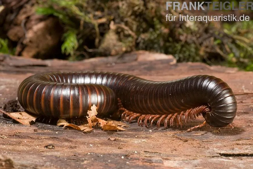 Afrikanischer Riesentausendfüßer, Archispirostreptus gigas