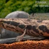 Afrikanischer Schlangenkopf, (Para-)Channa obscura, 10-12 cm