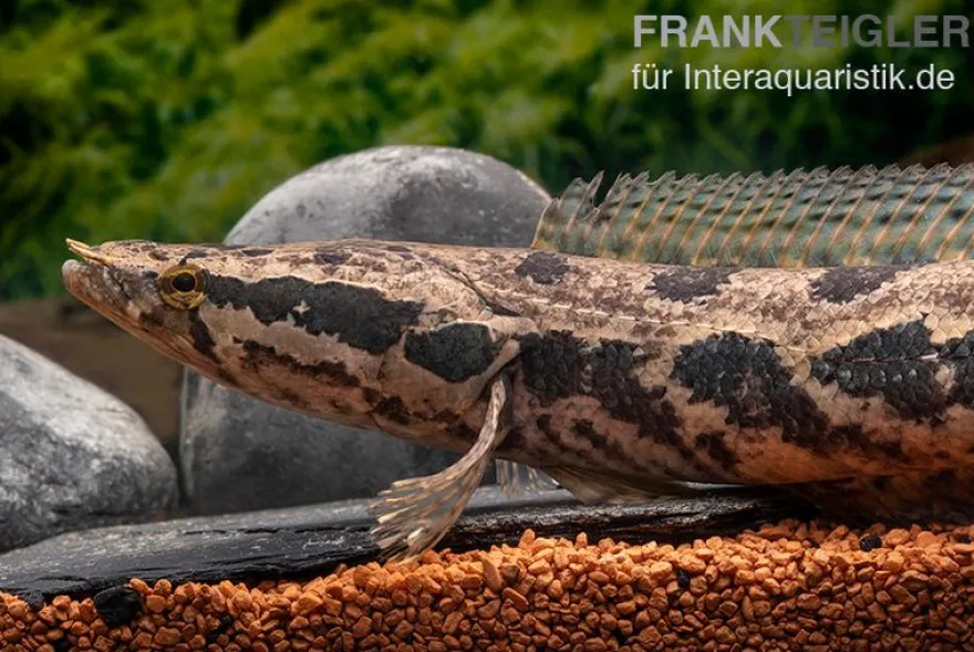 Afrikanischer Schlangenkopf, (Para-)Channa obscura, 10-12 cm