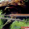 Afrikanische Seenadel, Microphis aculeatus, 9-12 cm