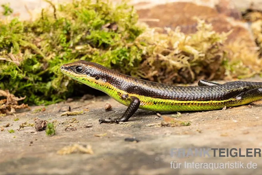 Afrika-Skink, Trachylepis polytropis
