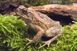 Agakröte, Bufo marinus