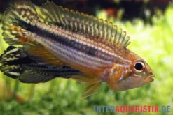 Agassiz-Zwergbuntbarsch, Apistogramma agassizii TEFE (paarweise)
