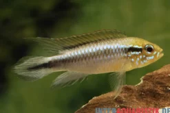 Agassiz-Zwergbuntbarsch, Apistogramma agassizii, Wildform, paarweise