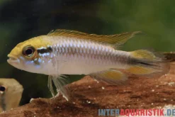 Agassiz-Zwergbuntbarsch, Apistogramma agassizii, Wildform, paarweise