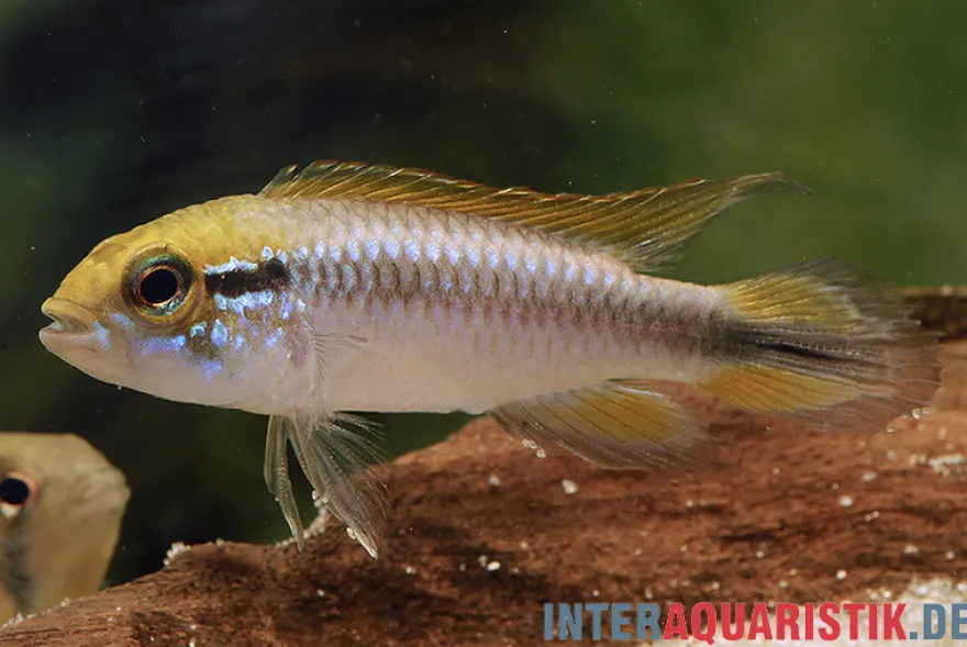 Agassiz-Zwergbuntbarsch, Apistogramma agassizii, Wildform, paarweise