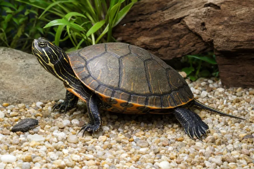 Alabama-Rotbauch-Schmuckschildkröte, Pseudemys alabamensis