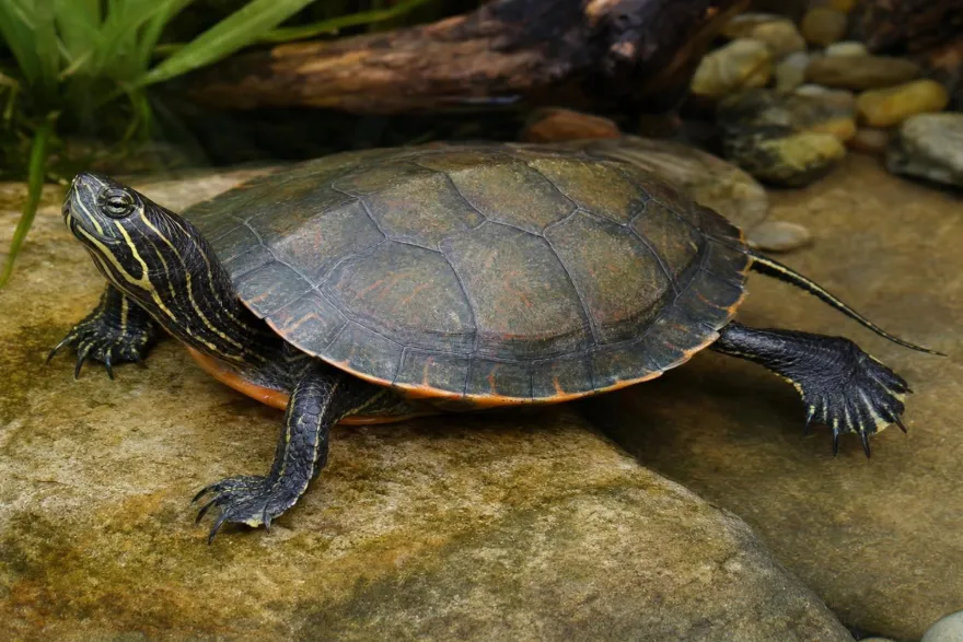 Alabama-Rotbauch-Schmuckschildkröte, Pseudemys alabamensis