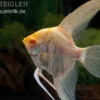 Albino-Goldmarmor-Skalar, Pterophyllum scalare, 3-4 cm