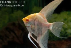 Albino-Goldmarmor-Skalar, Pterophyllum scalare, 3-4 cm
