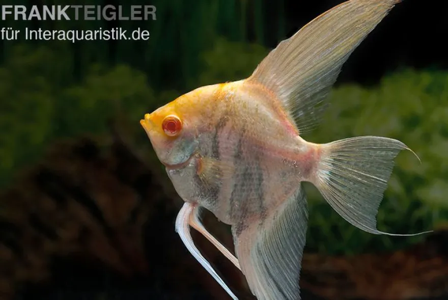 Albino-Goldmarmor-Skalar, Pterophyllum scalare, 3-4 cm