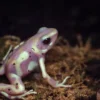 Albino-Grüner Pfeilgiftfrosch, Dendrobates auratus Albino
