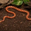 Albino-Motley-Kornnatter, Pantherophis guttatus