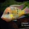 Alto-Sinu-Erdfresser, Geophagus sp. Alto Sinu