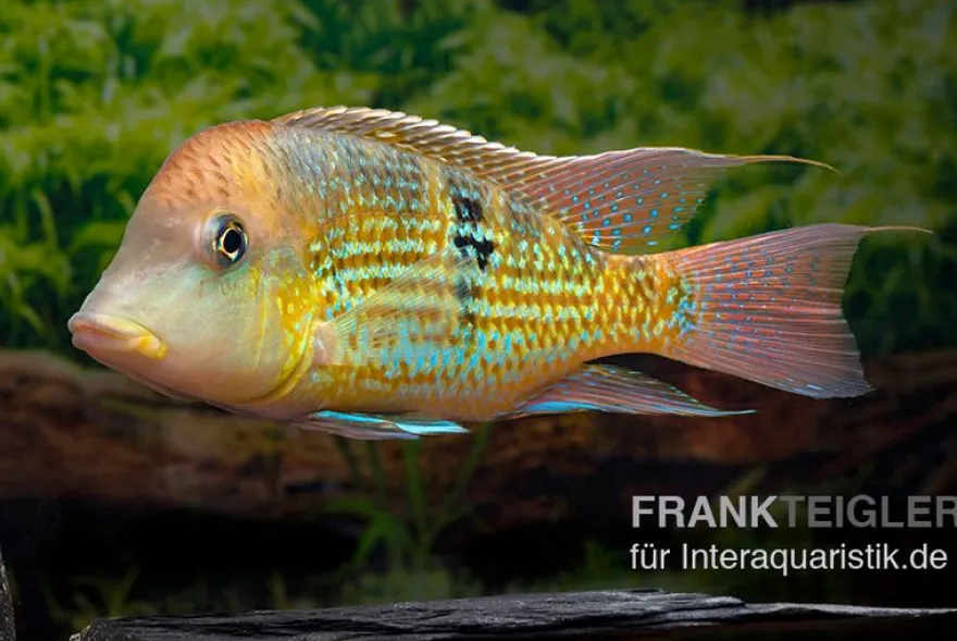 Alto-Sinu-Erdfresser, Geophagus sp. Alto Sinu