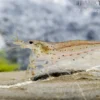 Amanogarnele, Caridina multidentata