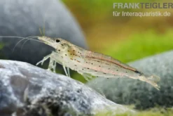 Amanogarnele, Caridina multidentata