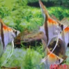 Amapa Red Back Rotrücken-Skalar, Pterophyllum scalare