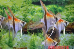 Amapa Red Back Rotrücken-Skalar, Pterophyllum scalare