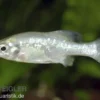 Ameca-Hochlandkärpfling, Ameca splendens, 3-6 cm DNZ