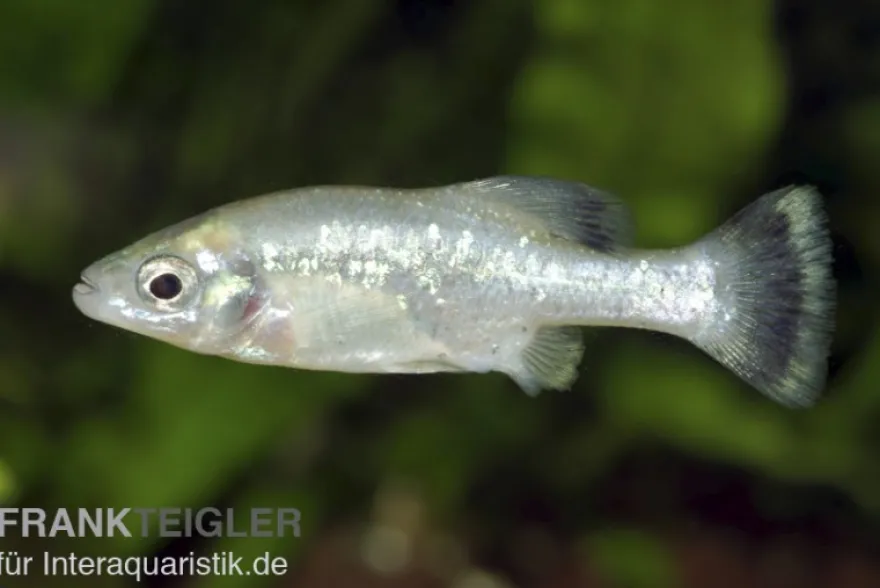 Ameca-Hochlandkärpfling, Ameca splendens, 3-6 cm DNZ