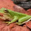 Amerikanischer Laubfrosch, Hyla cinerea
